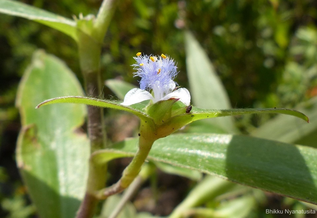 Cyanotis villosa (Spreng.) Schult. & Schult.f.